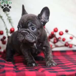 Cocoa, French Bulldog Puppy